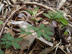 Desmanthus leptolobus