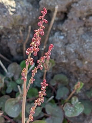 Rumex scutatus