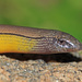 American Legless Lizards - Photo (c) Chris Brown, some rights reserved (CC BY), uploaded by Chris Brown