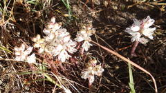Lachenalia contaminata