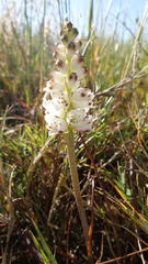 Lachenalia contaminata