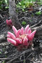 Hyobanche thinophila