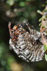 Polistes marginalis