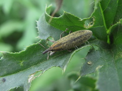 Lixus filiformis