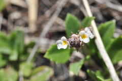 Phyla nodiflora nodiflora