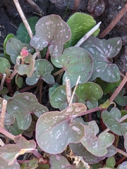 Rumex scutatus