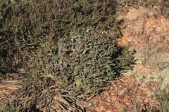 Pelargonium alternans