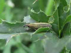 Lixus filiformis