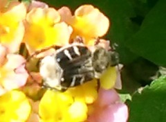 Trichiotinus texanus