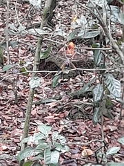 Trichonephila clavipes image