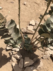 Calotropis procera image