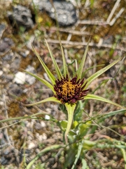 Tragopogon porrifolius
