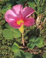Oxalis purpurea