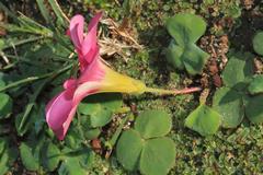 Oxalis purpurea