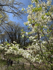 Cornus