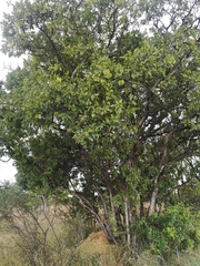 Combretum zeyheri