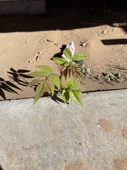 Ailanthus altissima