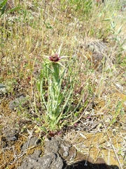 Tragopogon porrifolius
