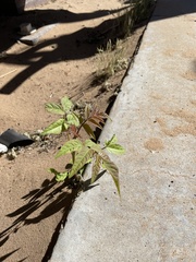 Ailanthus altissima