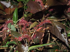 Acalypha wilkesiana