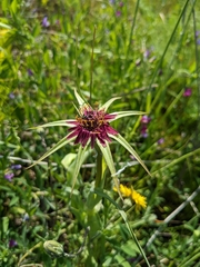 Tragopogon porrifolius