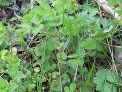 Glechoma hederacea