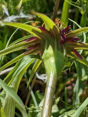 Tragopogon porrifolius