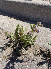 Phacelia integrifolia