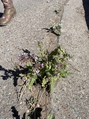Phacelia integrifolia