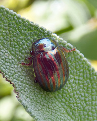 Chrysolina americana