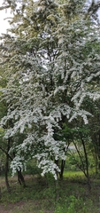 Crataegus monogyna