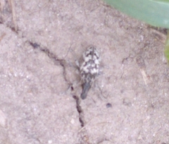 Cyphocleonus dealbatus