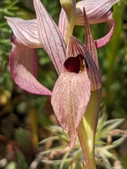Serapias lingua