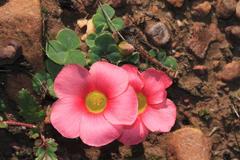 Oxalis purpurea