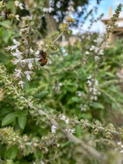 Apis mellifera