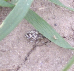 Cyphocleonus dealbatus