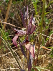 Serapias lingua