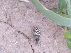 Cyphocleonus dealbatus
