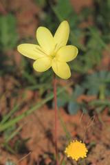 Hesperantha pauciflora