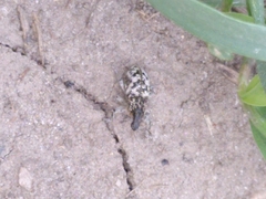 Cyphocleonus dealbatus