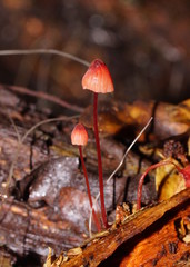 Mycena toyerlaricola