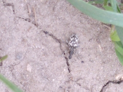 Cyphocleonus dealbatus
