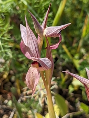 Serapias lingua
