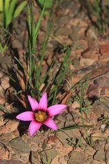 Romulea hirsuta
