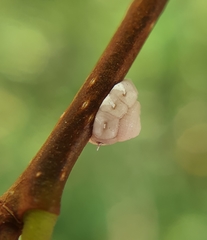 Ceroplastes rusci