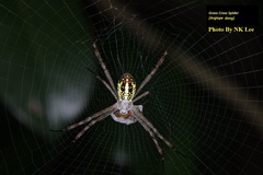 Argiope dang