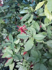 Odontonema tubaeforme