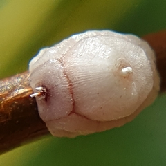 Ceroplastes rusci
