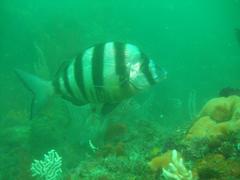 Diplodus hottentotus