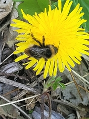 Bombus bohemicus